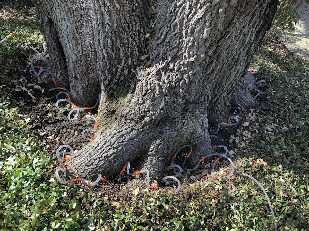 Detailed Tree Cabling and Bracing job site in Eastover